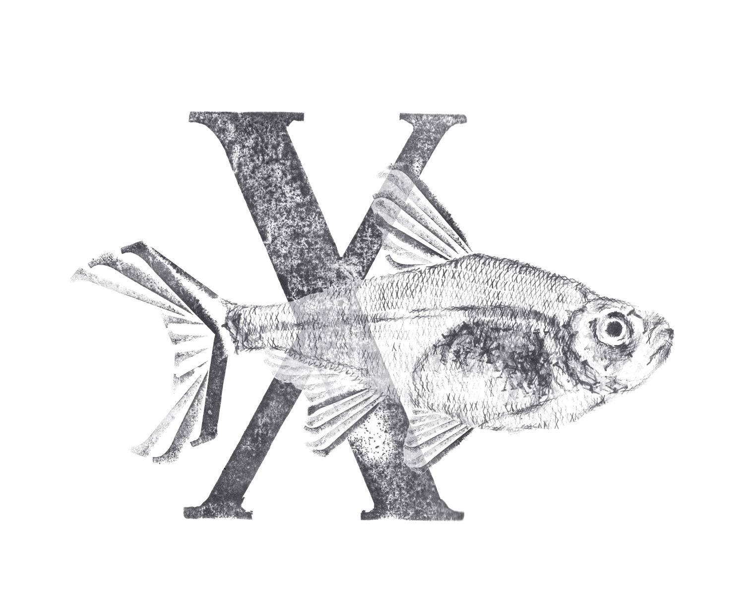 Xray fish with X small