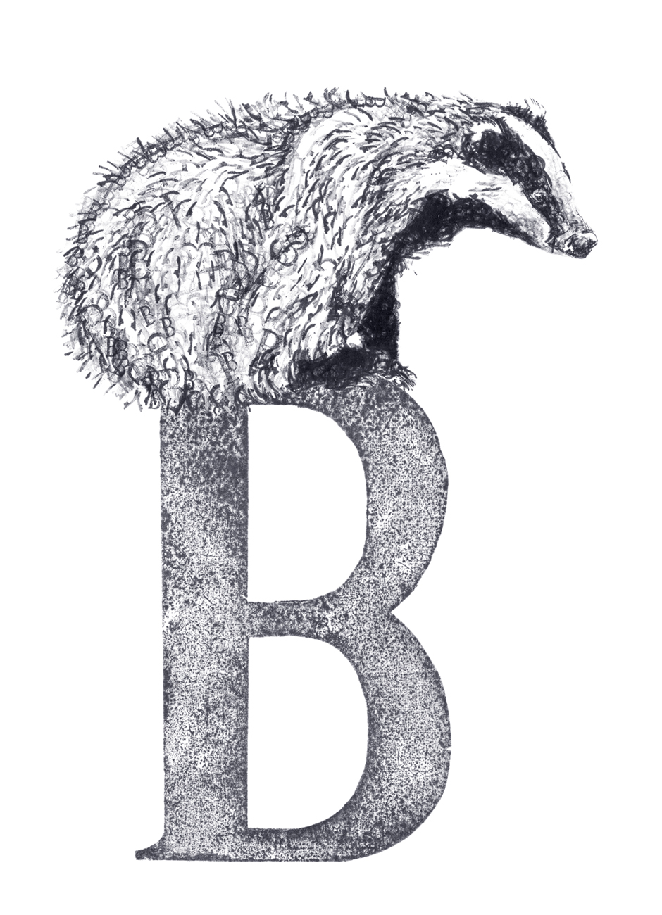 Badger small
